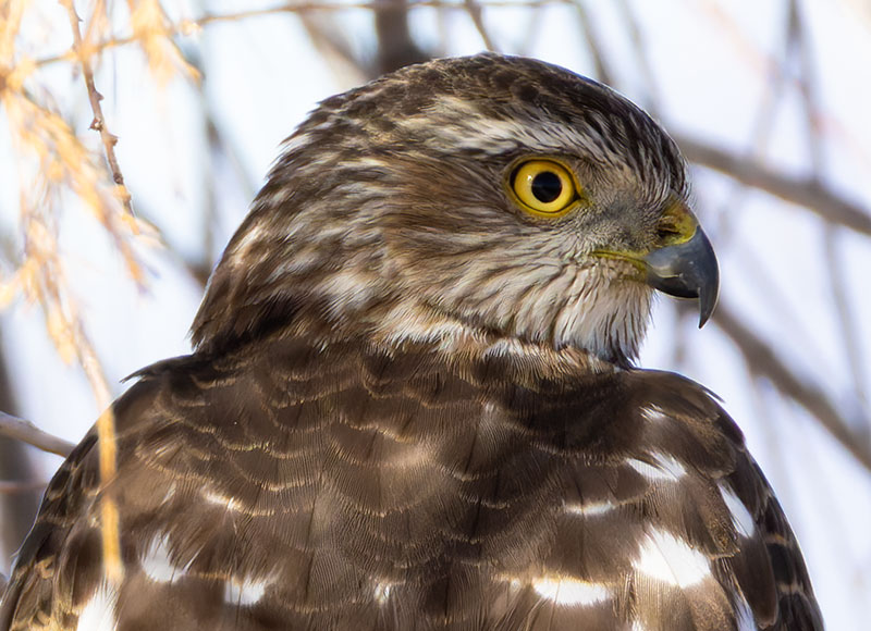 Sharp-shinned Hawk Accipiter striatus
