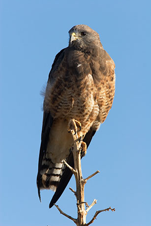 Swainson's Hawk Buteo swainsoni 