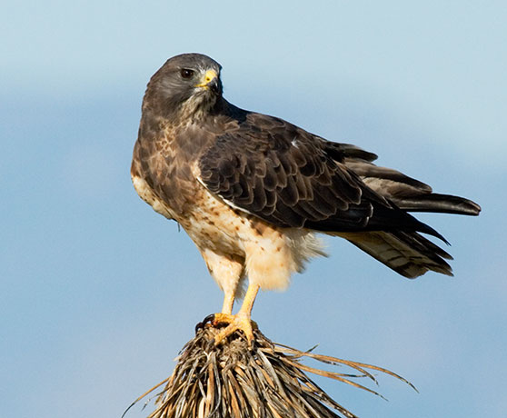 Swainson's Hawk Buteo swainsoni
