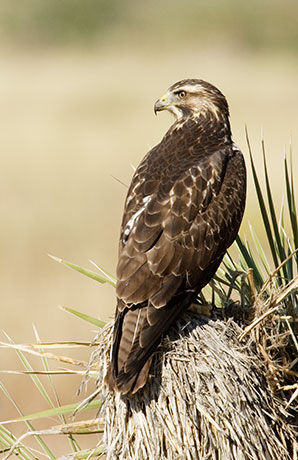 Swainson's Hawk Buteo swainsoni