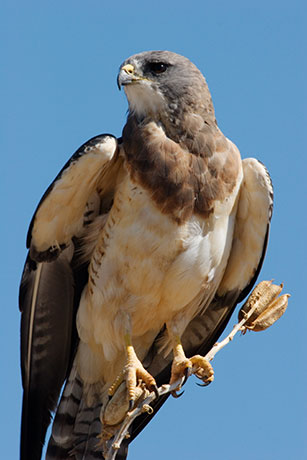 Swainson's Hawk Buteo swainsoni