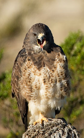 Swainson's Hawk Buteo swainsoni