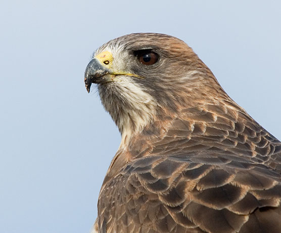 Swainson's Hawk Buteo swainsoni