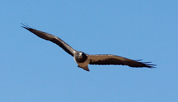 Swainson's Hawk Buteo swainsoni