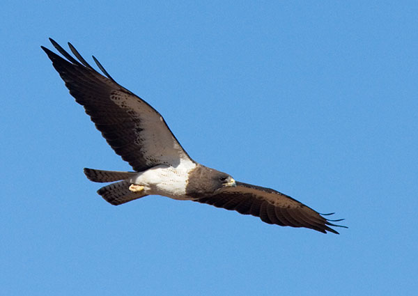 Swainson's Hawk Buteo swainsoni