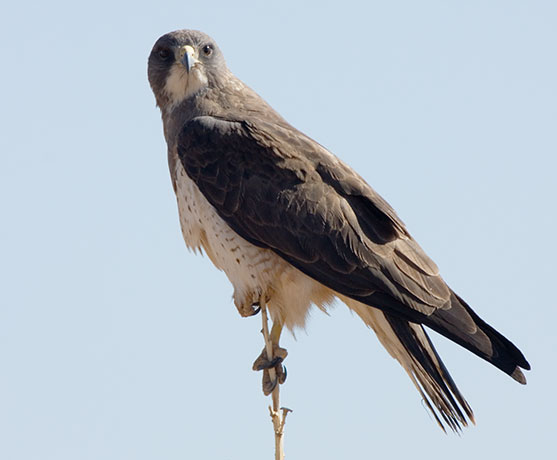 Swainson's Hawk Buteo swainsoni