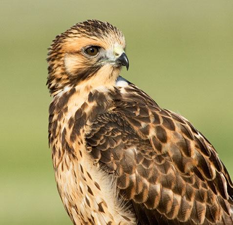 Swainson's Hawk Buteo swainsoni 
