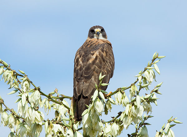 Swainson's Hawk Buteo swainsoni 
