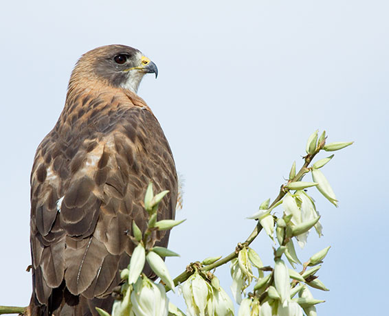 Swainson's Hawk Buteo swainsoni 