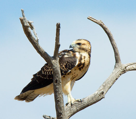 Juvenile Swainson's Hawk Buteo swainsoni 