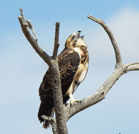 Juvenile Swainson's Hawk Buteo swainsoni 