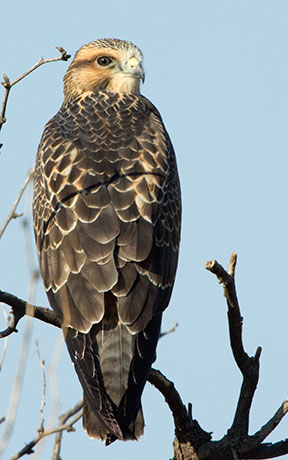Swainson's Hawk Buteo swainsoni 