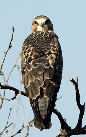 Swainson's Hawk Buteo swainsoni 