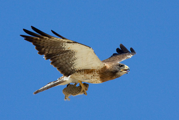Swainson's Hawk Buteo swainsoni 