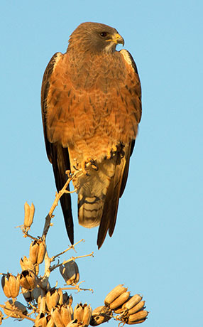 Swainson's Hawk Buteo swainsoni 
