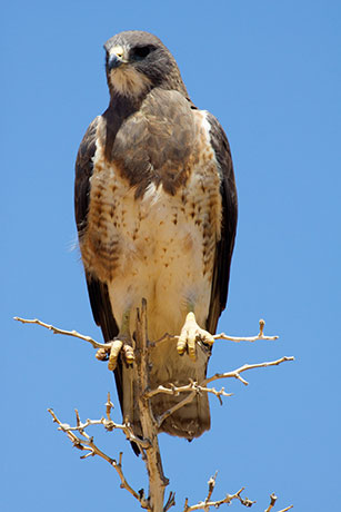 Swainson's Hawk Buteo swainsoni 
