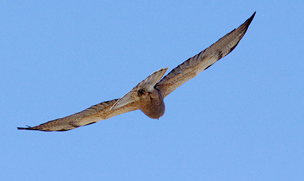 Swainson's Hawk Buteo swainsoni 