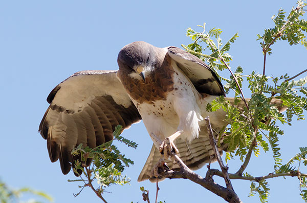 Swainson's Hawk Buteo swainsoni 
