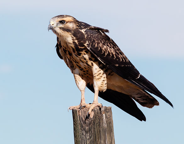 Swainson's Hawk Buteo swainsoni 