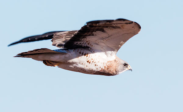 Swainson's Hawk Buteo swainsoni 