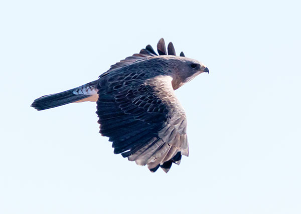 Swainson's Hawk Buteo swainsoni 