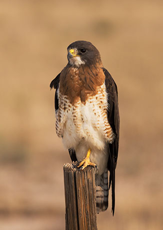 Swainson's Hawk Buteo swainsoni 