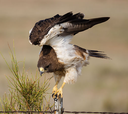 Swainson's Hawk Buteo swainsoni 
