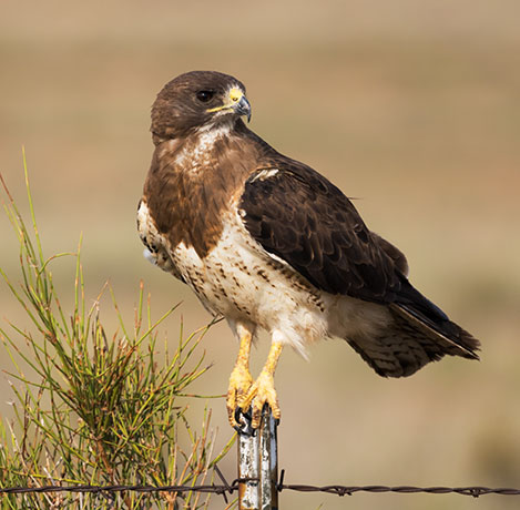 Swainson's Hawk Buteo swainsoni 