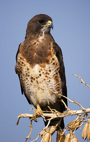 Swainson's Hawk Buteo swainsoni 