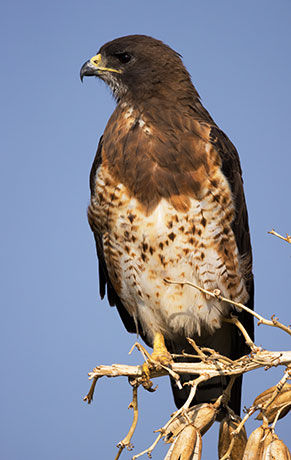 Swainson's Hawk Buteo swainsoni 