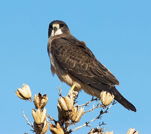 Swainson's Hawk Buteo swainsoni 