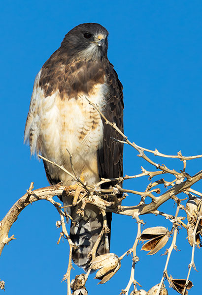 Swainson's Hawk Buteo swainsoni 