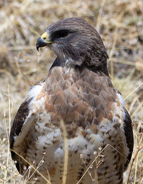 Swainson's Hawk Buteo swainsoni 