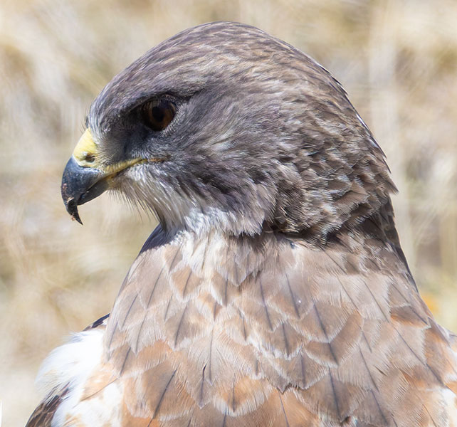 Swainson's Hawk Buteo swainsoni 