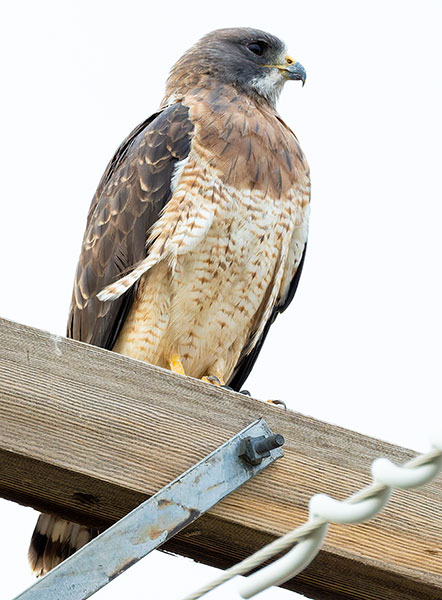 Swainson's Hawk Buteo swainsoni 
