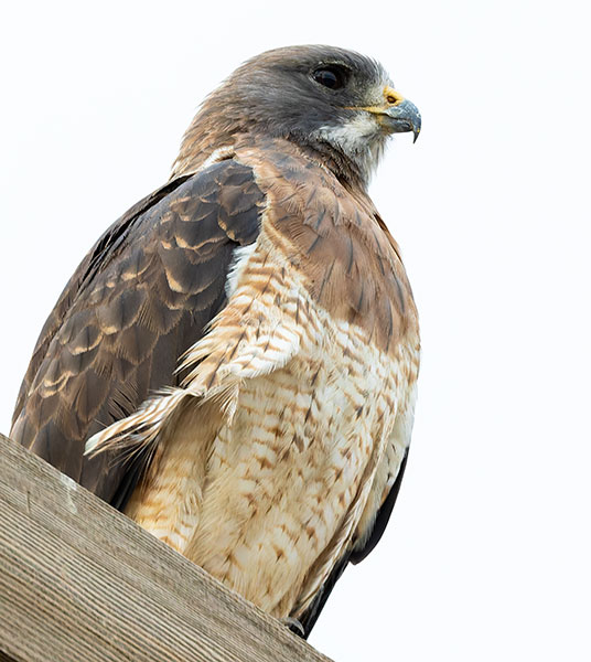 Swainson's Hawk Buteo swainsoni 