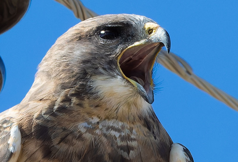 Swainson's Hawk Buteo swainsoni 