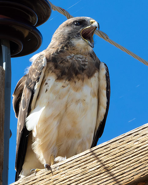 Swainson's Hawk Buteo swainsoni 
