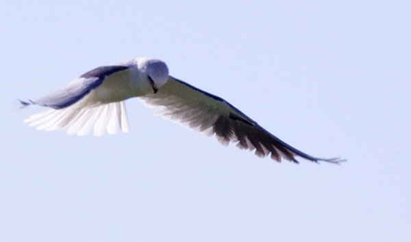 White-tailed Kite Elanus leucurus