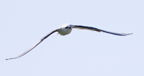 White-tailed Kite Elanus leucurus