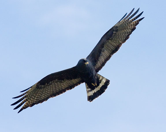 Zone-Tailed Hawk Buteo albonotatus flying in flight