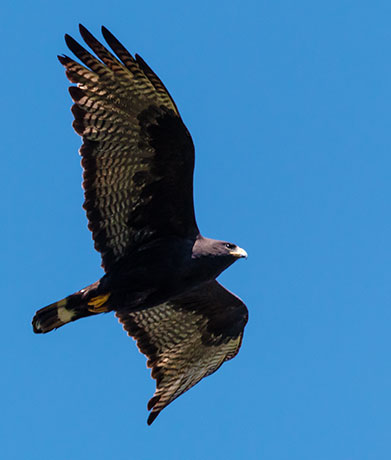 Zone-Tailed Hawk Buteo albonotatus flying in flight