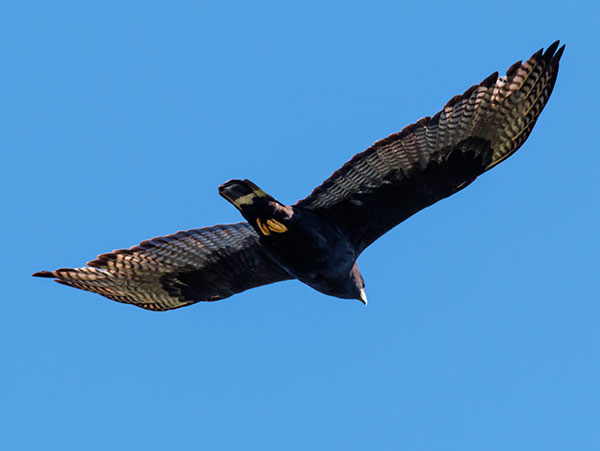 Zone-Tailed Hawk Buteo albonotatus flying in flight