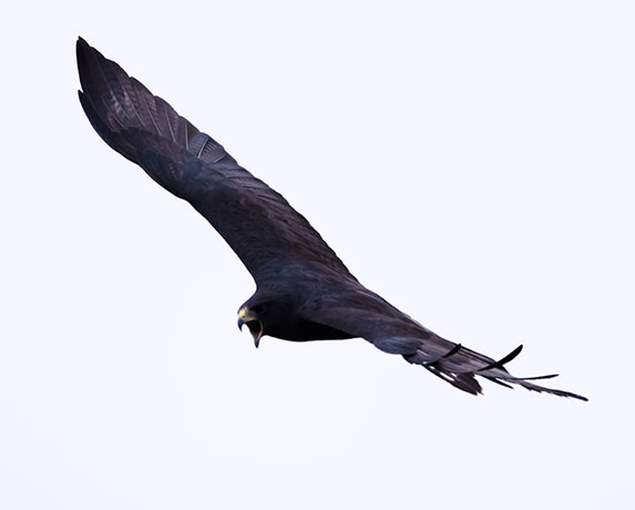 Zone-Tailed Hawk Buteo albonotatus flying in flight