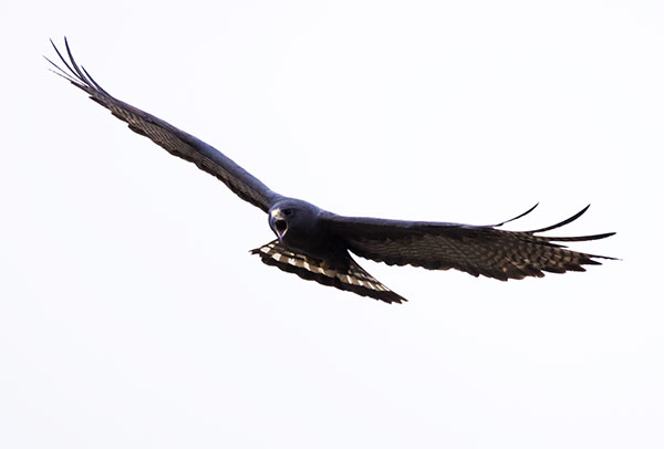 Zone-Tailed Hawk Buteo albonotatus flying in flight