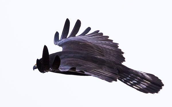 Zone-Tailed Hawk Buteo albonotatus flying in flight