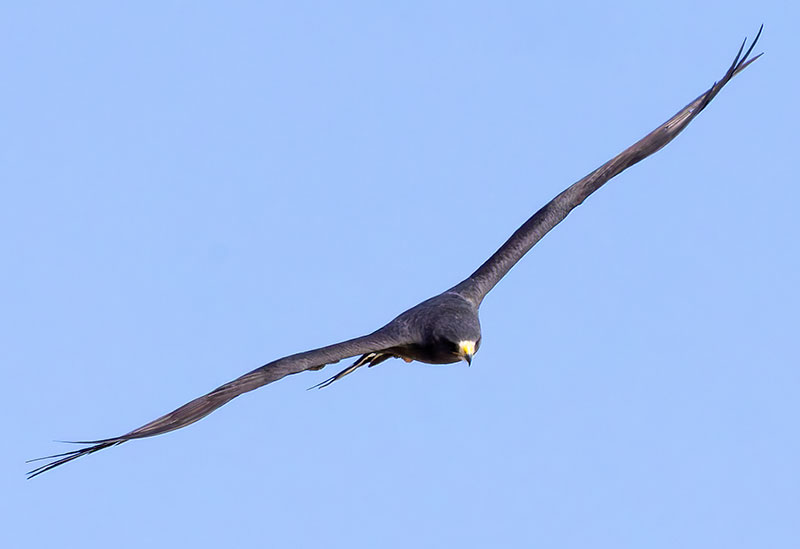 Zone-Tailed Hawk Buteo albonotatus flying in flight