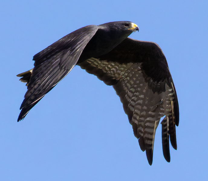 Zone-Tailed Hawk Buteo albonotatus flying in flight