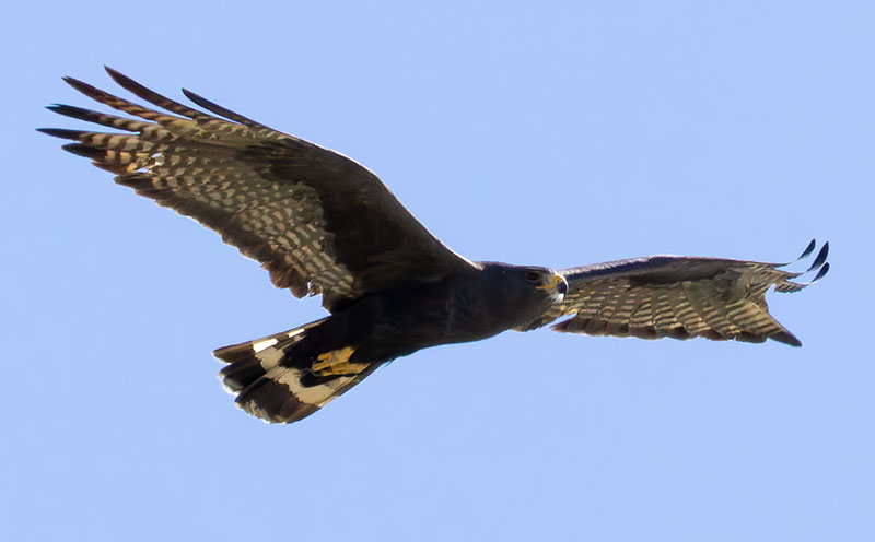 Zone-Tailed Hawk Buteo albonotatus flying in flight