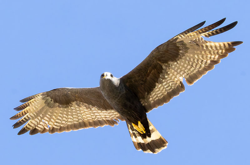 Zone-Tailed Hawk Buteo albonotatus flying in flight